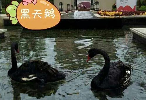黑天鹅出租
