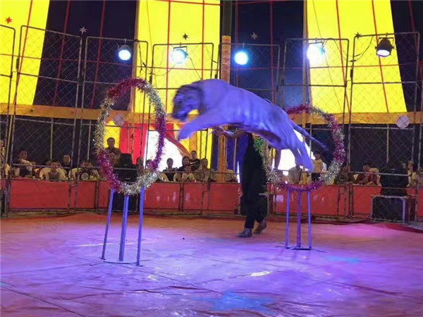 狮虎表演